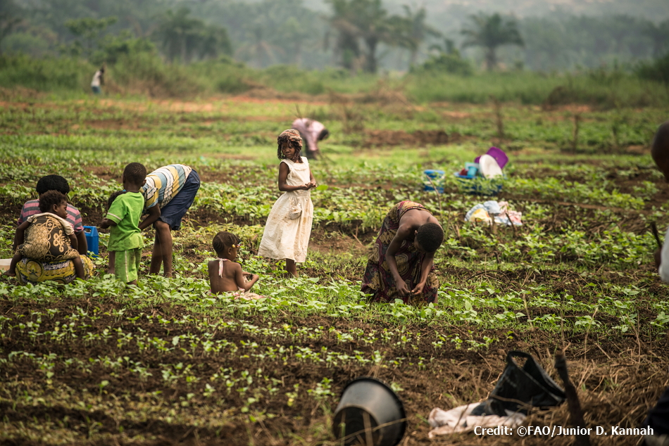 FAO is providing vegetable seeds and tools to displaced and host families in Tshikapa (Kasaï District), where some 70,000 people found refuge after fleeing fighting.