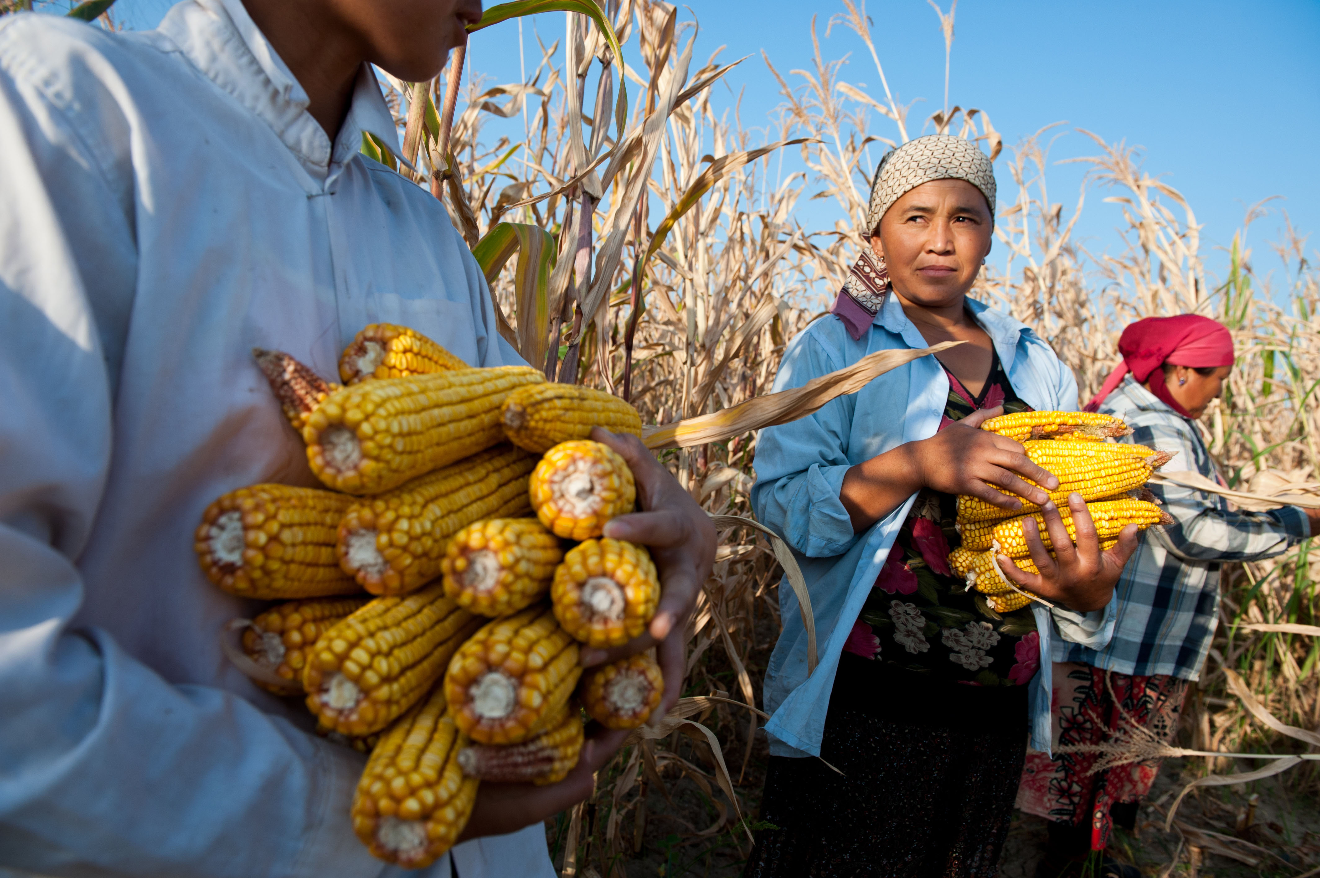 FAO News Article FAO Hails G20 Focus On Building Sustainable Food 
