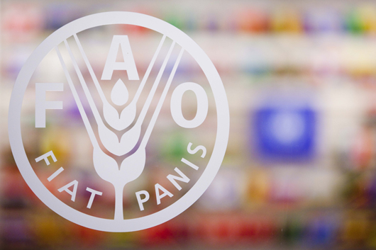 Foto: ©FAO/Alessandra Benedetti