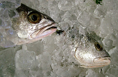 Pêche (halieutique) — Wikipédia