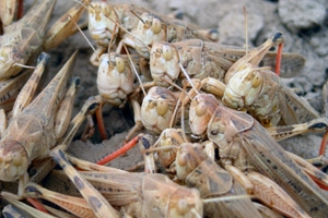 Photo: ©FAO/Annie Monard