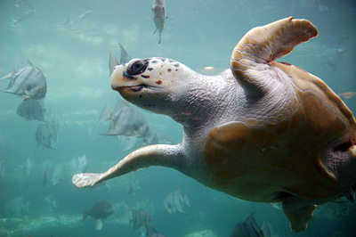 Photo courtesy of Vance Miller under the Creative Commons Attribution 2.0 Generic license fileadmin/user_upload/newsroom/photos/loggerhead400.jpg http://commons.wikimedia.org/wiki/File:Loggerhead_sea_turtle.jpg