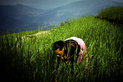 Photo: ©FAO/Sailendra Kharel