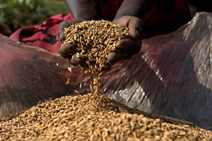 الصورة: ©FAO/Walter Astrada