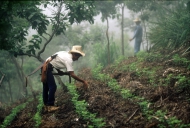 Photo: ©FAO/Giuseppe Bizzarri