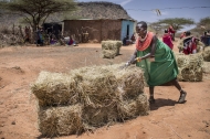 Photo: ©FAO/Luis Tato