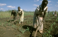 Photo: ©FAO/Jon Spaull