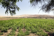 Photo: ©FAO/Khalil Mazraawi