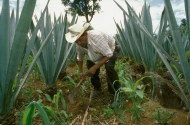 Photo: ©FAO/Giuseppe Bizzarri