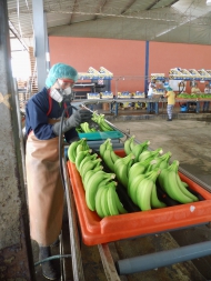 Photo: ©Ministerio de Agricultura de Ecuador