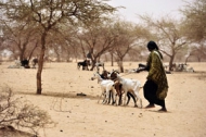 ©FAO/Issouf Sanogo / FAO