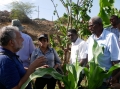 FAO EMBRAPA Cabo Verde Guinee Bissau and Mozambique join efforts for sustainable Fall Armyworm management