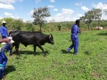 FAO supports Zimbabwe in becoming a provider of expertise on the control of a high impact Transboundary Animal Disease (AAT)