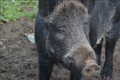 FAO and the Czech Republic supporting South-South and triangular cooperation in the Balkans to control African swine fever in wild boars