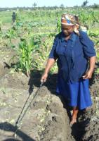 female farmer spraying vegetable crop