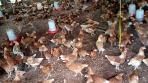 medium_Poulet%20Niger.jpg