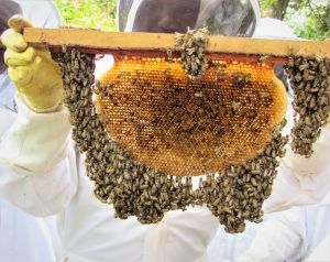 Les Ruches en apiculture naturelle et sauvage - découverte sur les