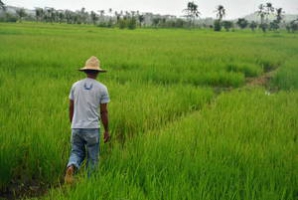 Irish Minister for Trade and Development visits FAO agriculture recovery projects in the Philippines