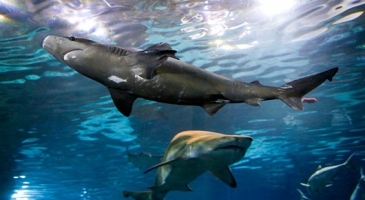 Asia-Pacific countries work to protect and maintain trade in seafood while improving conservation of threatened species of aquatic life