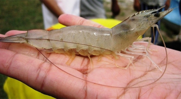 Shrimp farming sector looks for consensus on ways to battle trans-continental disease