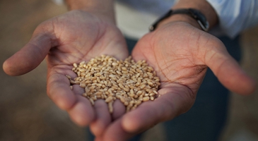 Mangoes, fruit flies and multi-billion dollar seed trade on the agenda for Asia-Pacific Plant Protection Commission 