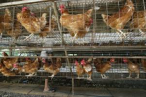 Bird Flu rears its head again