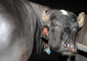 South Asian countries to strengthen surveillance and epidemiology capacity in response to transboundary and other animal diseases 