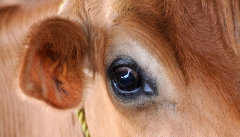 Experts meet to develop guidelines for monitoring AMR in diseased livestock and poultry in Asia 