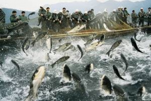 World fish trade to set new records