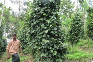 New quality criteria to be developed for booming spice and herb sector