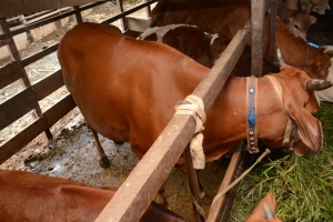 Indonesia moves another step closer to ending costly livestock diseases with support from FAO and Australia  