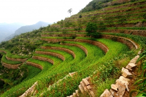Three sites in China designated FAO Globally Important Agricultural Heritage Systems