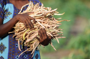 FAO warns countries of Asia and the Pacific of the need to increase food production to meet the requirements of future generations and improve nutrition
