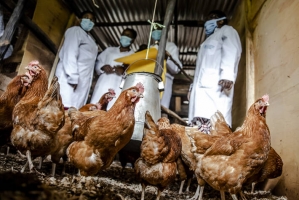 FAO and the Republic of Korea join forces to reduce foodborne antimicrobial resistance