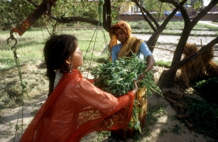 FAO and India’s SEWA join efforts to empower rural women and youth
