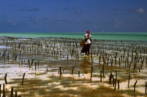 Aquaculture is key to meet increasing food demand, says FAO