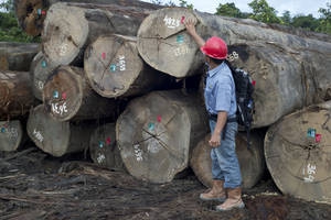 Indonesia to issue first license certifying legal timber entering Europe