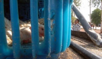 Increased concern over latest strain of avian influenza in Southeast Asia