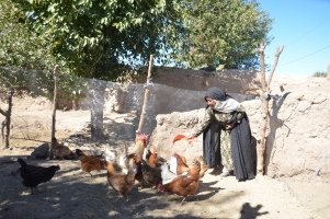 FAO receives additional funding from the Government of Japan to boost food security for vulnerable Afghan households