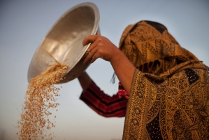 Afghanistan: FAO intensifies support to most vulnerable smallholder farmers affected by drought and earthquake 