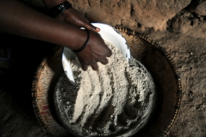 FAO and partners in the global south strengthen millet value chain in support of International Year of Millet-2023