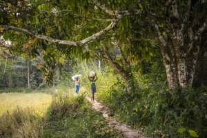 Forests and trees can help us recover from multiple crises, new FAO report says
