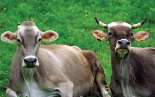 Media advisory note: FAO/OIE Global Conference on Foot-and-Mouth Disease Control