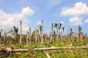 FAO and Canada to help Philippine coconut farmers rehabilitate their livelihoods hit hard by Typhoon Haiyan