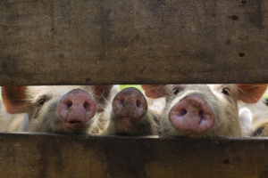 Outbreak of African swine fever threatens to spread from China to other Asian countries