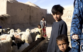 Afghanistan: La Niña looms large over one-third of Afghan population acutely food insecure today