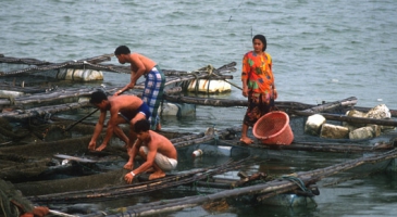 Countries in Asia and the Pacific move forward with ecologically sustainable intensification of aquaculture to help feed a rapidly growing, fish-consuming world