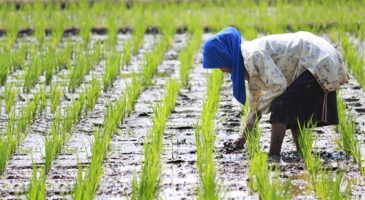 Indonesia, Laos, Philippines move forward with renewed initiative to produce rice more efficiently and sustainably