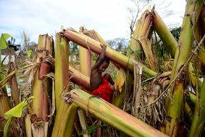 Vanuatu: Early reports suggest vast majority of crops destroyed