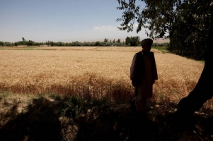 Afghanistan: FAO appeals for $36 million to urgently save rural livelihoods and avoid massive displacement